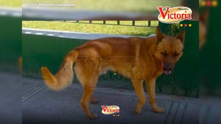 Arequipa: buscan a dueños de can extraviado en Paucarpata