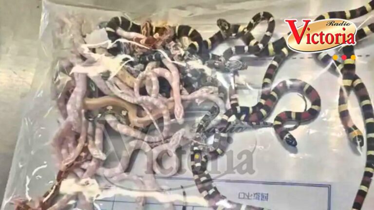 China: capturan a varón por intentar introducir 100 serpientes de forma ilegal