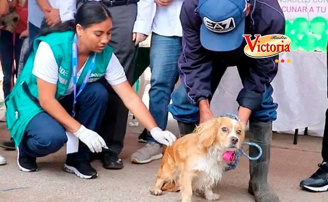 Arequipa: Buscan vacunar a 40 mil canes en el distrito de Cerro Colorado