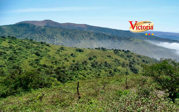 Buscan reforestar 280 hectáreas en las Lomas Atiquipa (Caravelí)