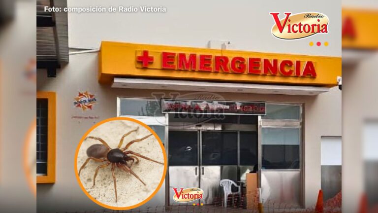 Arequipa: mujer muere tras mordedura de una araña casera