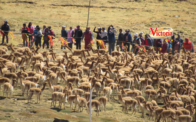 El 7 y 8 de setiembre realizarán chaku de vicuñas en San Juan de Tarucani