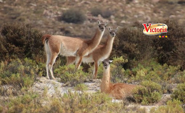 Arequipa: Instalan la Mesa Regional para la Conservación del Guanaco por peligro de extinción