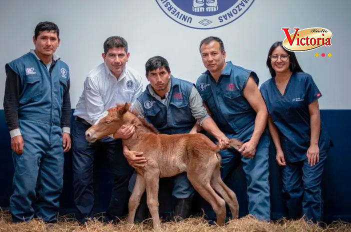 Logran el primer clon de caballo peruano de paso en Amazonas