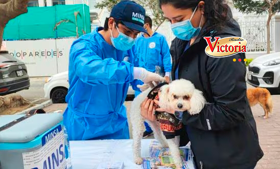 Anuncian vacunación a más de 3 millones de perros a escala nacional