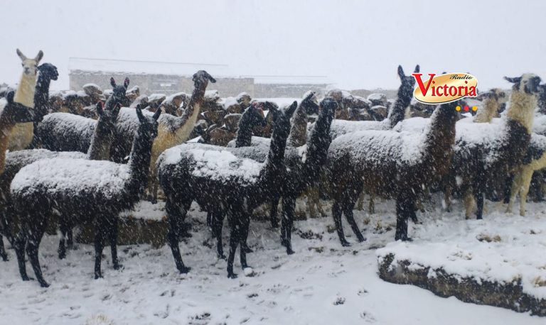 Arequipa: Nevadas afectaron a dos centros poblados en Condesuyos