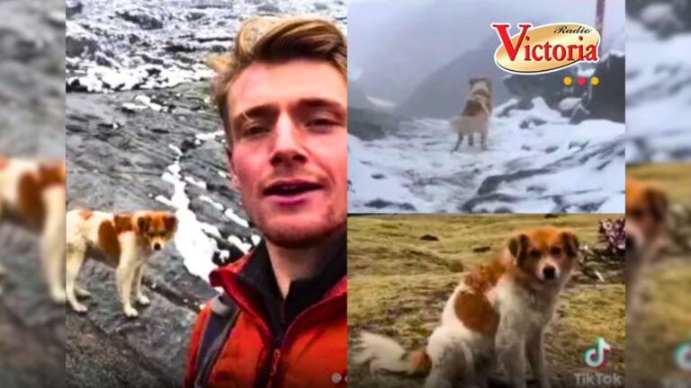 Perrita ‘salva’ a inglés perdido entre montañas de Ancash: «Gracias cancito»