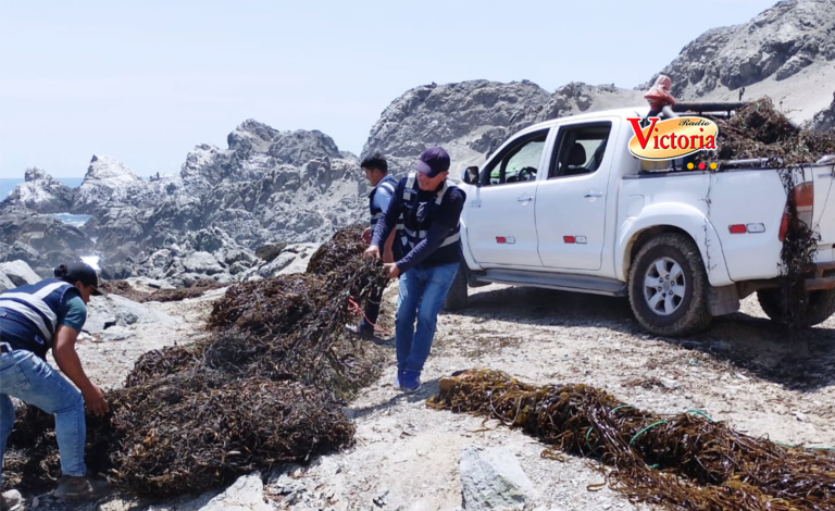 Arequipa: Incautan 1380 kilos de macroalgas extraídas de forma ilegal en Caravelí