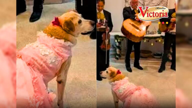 Familia celebra fiesta de ‘quinceañera canina’ con vestido, mariachis y pastel