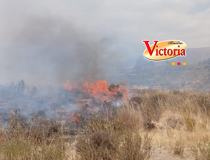 Arequipa: Alrededor de 10 hectáreas afectadas tras incendio forestal en Pocsi