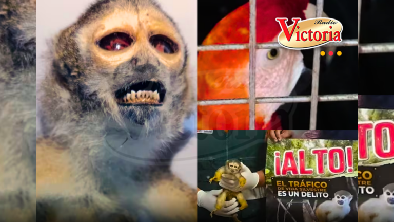 Rescatan e incautan a guacamayo y mono ardilla disecado en el Vraem