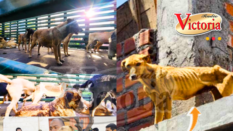 Rescatan a 36 perros en pésimas condiciones en casa de Cerro Colorado