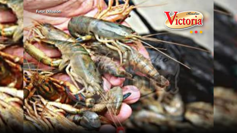 ¡Veda terminada! Desde hoy puedes cazar, vender y comer camarón