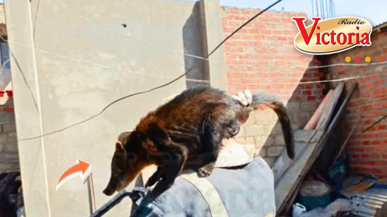 Hallan oso hormiguero en zona urbana de Jayllihuaya en Puno