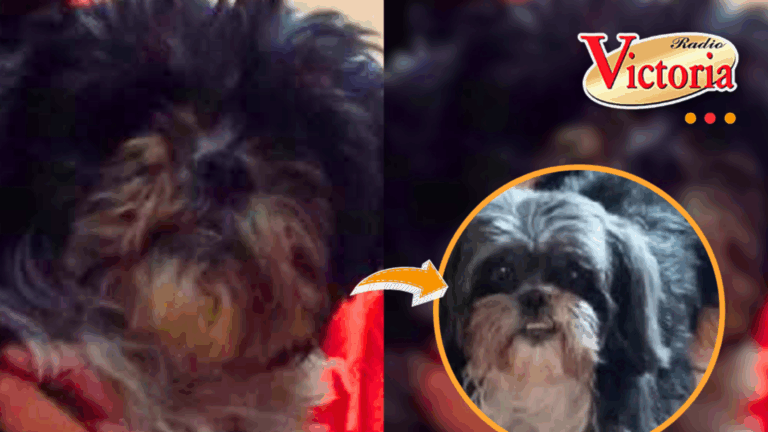 Familia busca a Lulú extraviada en Paucarpata