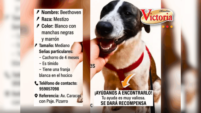Familia busca a Beethoven perro perdido en Arequipa