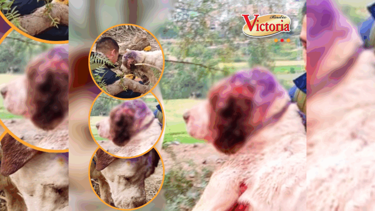 Triste final para «Blanquito» quien no sobrevivió a crueldad humana