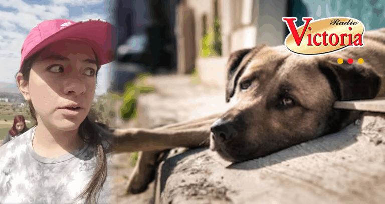 Cayma: Perrito rescatado muere tras hallarlo encadenado y con larvas en el cráneo