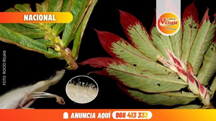 Nueva portada web RV (4)