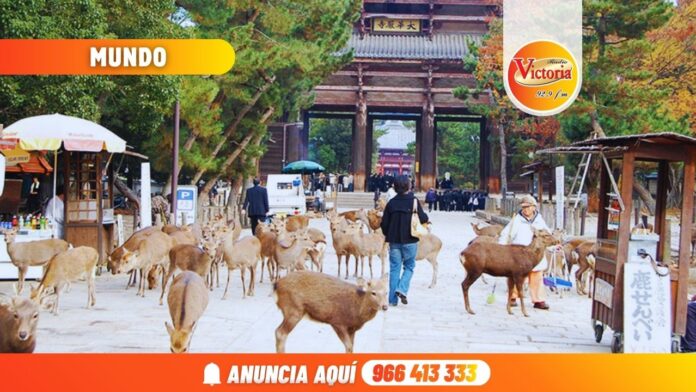 Nueva portada web RV (19)