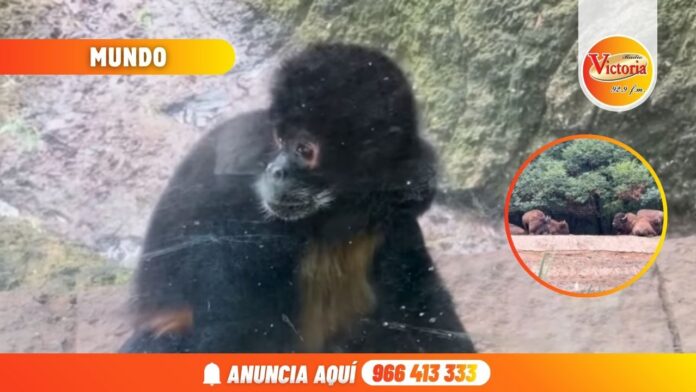 Nueva portada web RV (45)